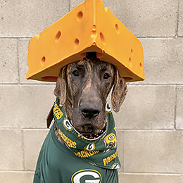 cutest-packers-pet cutest-packers-pet